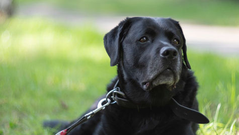 Understanding the Importance of Pet Vaccination for Your Elderly Pets