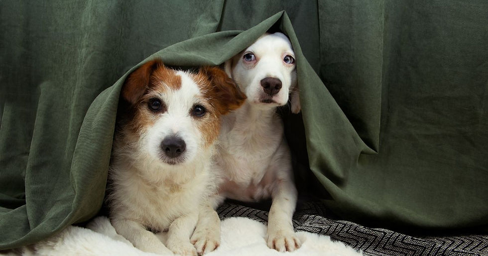 Two dogs under a green blanket, looking curious. The background features matching drapes. One has brown and white fur; the other is white.