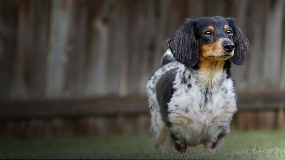 Roundwood Vets Hero Images (17).jpg