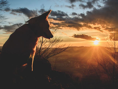 Coping with Guilt After Pet Euthanasia