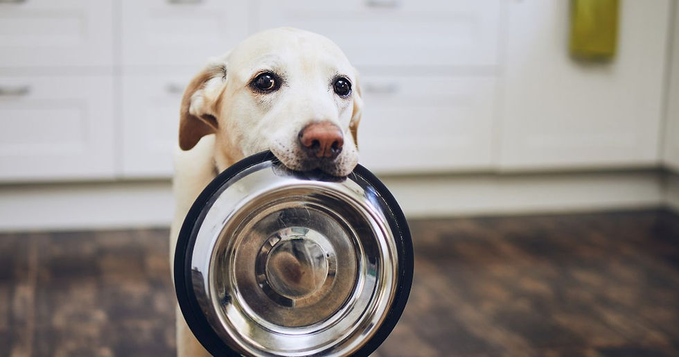 Golden retriever holding an empty metal bowl in its mouth, standing in a kitchen with white cabinets and wooden floor, looking expectant.