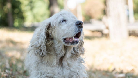 What Should I Look for in Home Boarding When Owning an Older/Senior Dog?