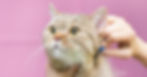 A cat being brushed to combat shedding