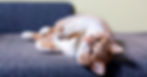 A cat laying on a sofa
