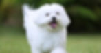 A small white dog