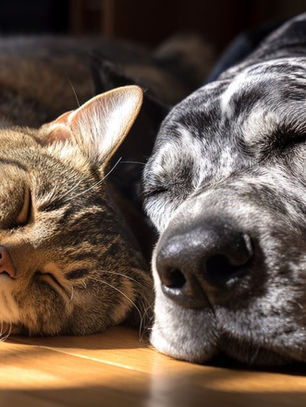 When Is a Pet Considered Senior?