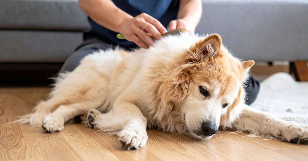 Person grooming a large fluffy dog lying on a wooden floor in a cozy room. The dog looks relaxed and content.