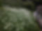 Ext flowers.jpg