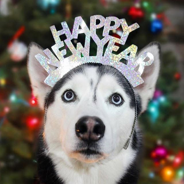 New Years Eve run/ Iron Paws kick off