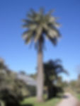 450px-Jubaea_chilensis_HyÃ¨res_gross
