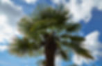 1024px-Trachycarpus_fortunei-IMG_9402