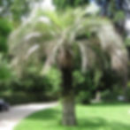 Butia_capitata_Madrid