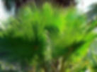 palm-washingtonia-foliage-thorns