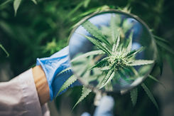 growing-cannabis-indoors-hemp-cultivation-techniq-2021-09-01-00-26-50-utc.jpg