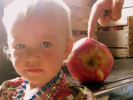 Wolf River Apples and Fresh Apple Squares Recipe