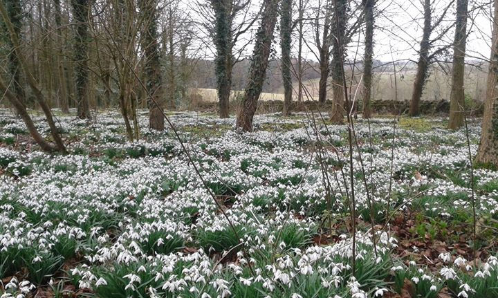 Snow drops