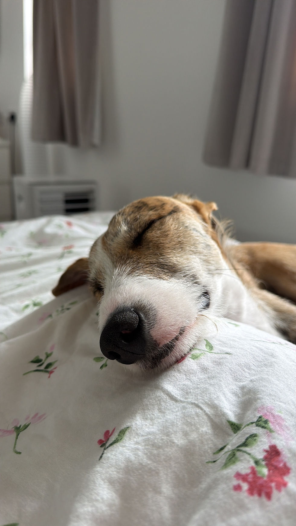 Albert sleeping.jpeg