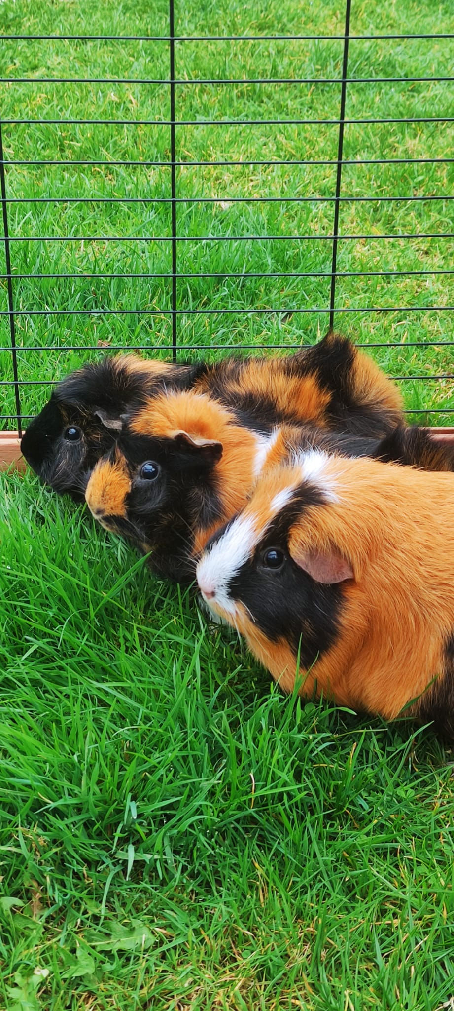 Guinea pigs.jpeg