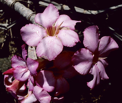 Adenium dhofarense