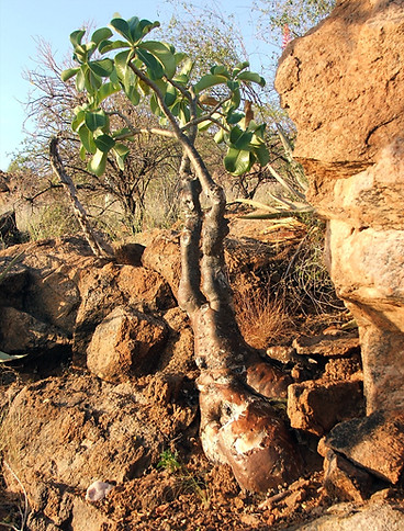 Adenium boehmianum