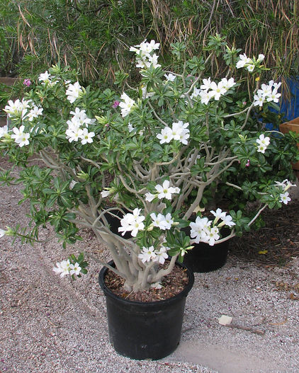 obGWhite9777.jpg