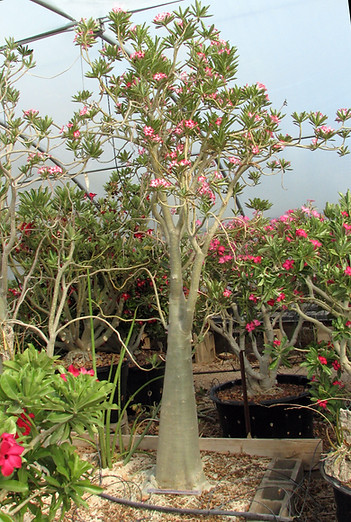 Adenium somalense