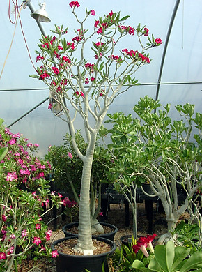 FlameTree09.jpg
