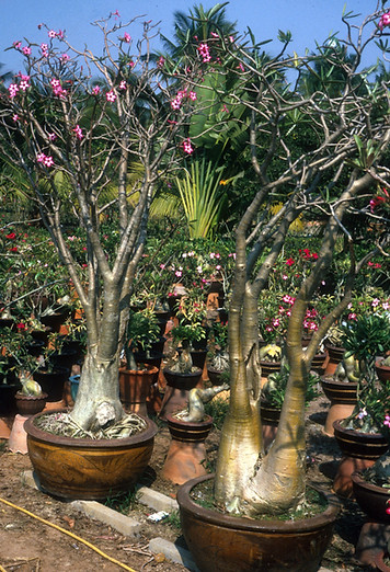 Adenium somalense