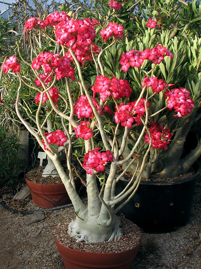 Bouquet8683.jpg