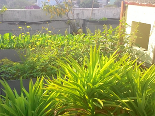 Visiting Kasestarts's Urban Farming Project