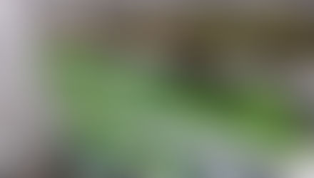 Urban Farming Pilot at Lebua