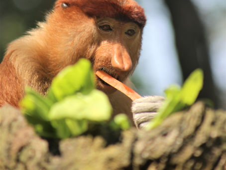 Borneo In One Week