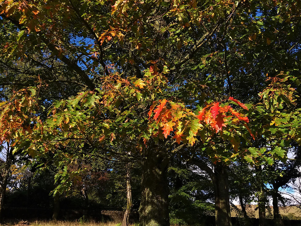 The Mighty Oak Changing Colour
