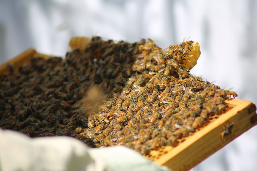 A section from the bee hive, covered in bees.