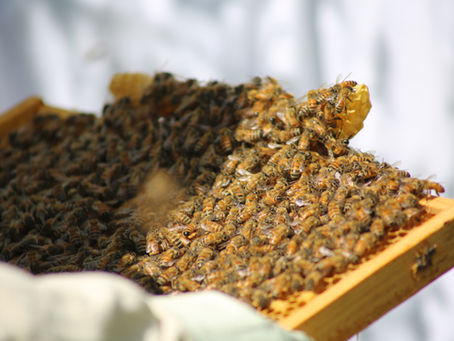 The World Of Honey