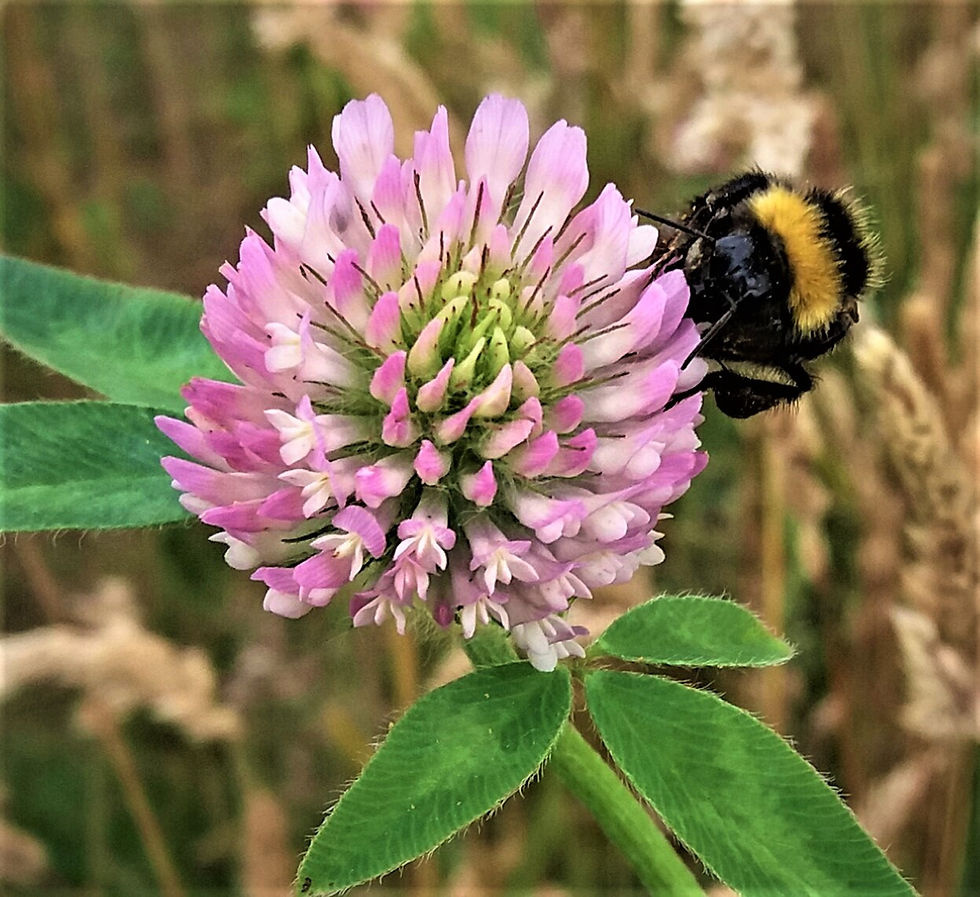Honeybee on a wild pink flower.
