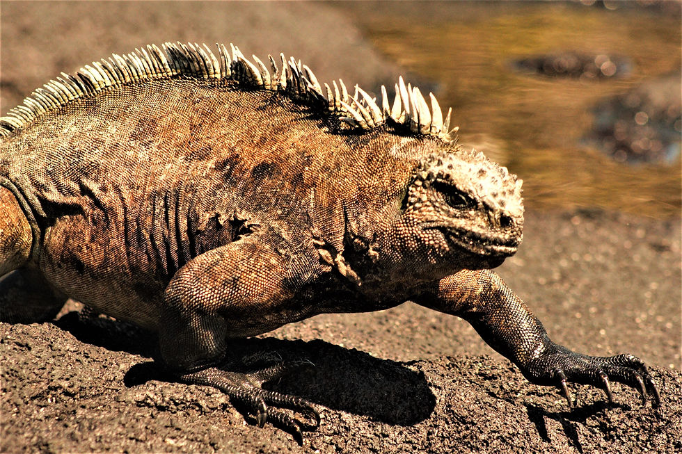 Galapagos Marine Iguana