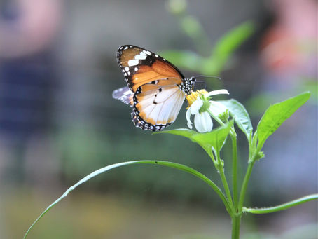 Where To See The World's Most Beautiful Butterflies