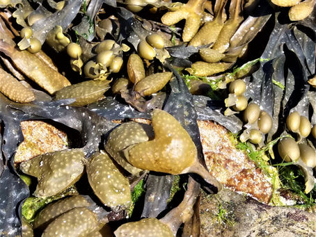 New Year New You - Inspired by Seaweed