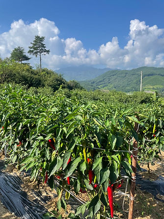 못난이마켓 고추.jpg