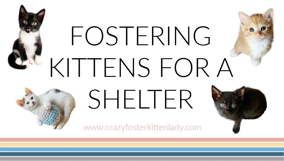 Fostering Kittens for a Shelter