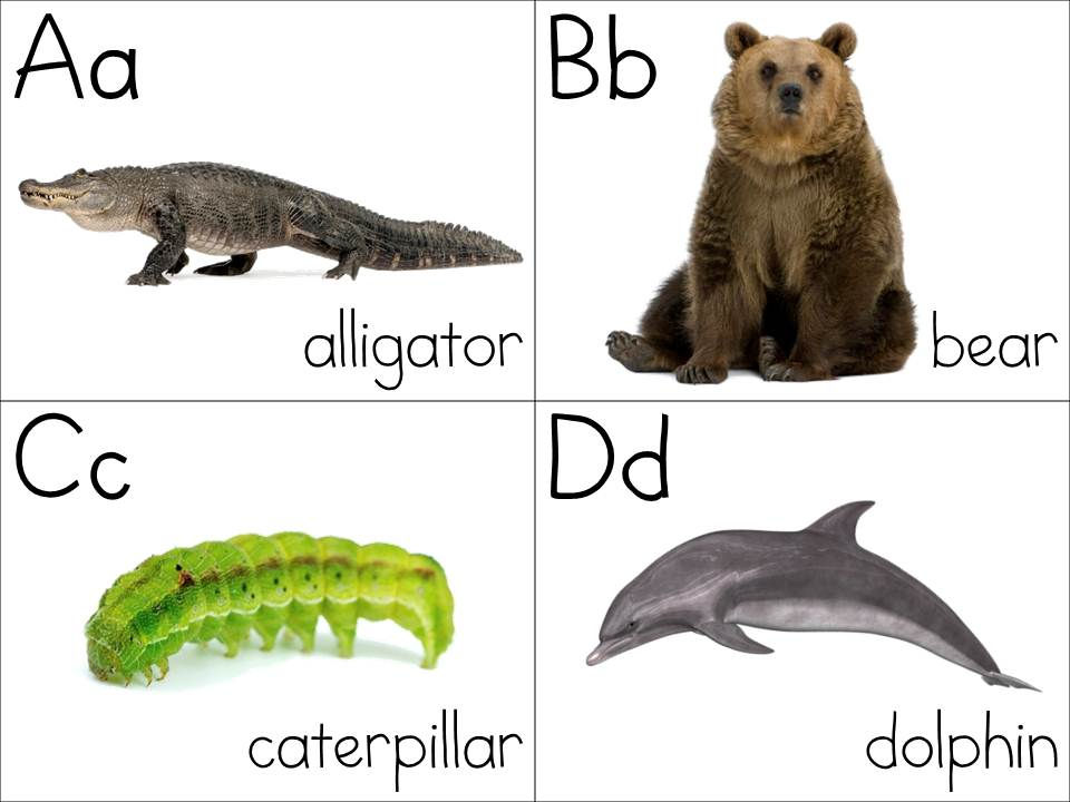 Thumbnail: Animal ABC Flashcards