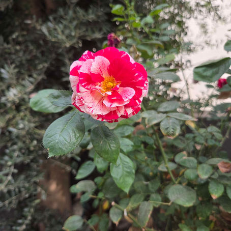 אמביציה חדשה 