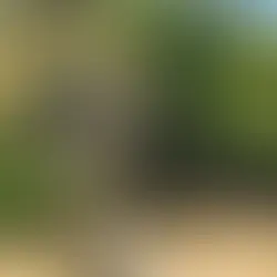 בריזה של שבת
