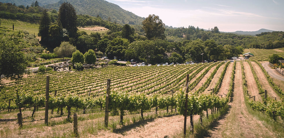 Vineyard_edited.jpg
