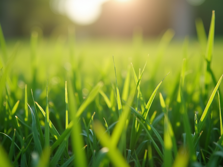 Essential Tips for Effective Turf Rehabilitation Techniques