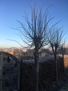 pollarded lime tree winter.jpeg