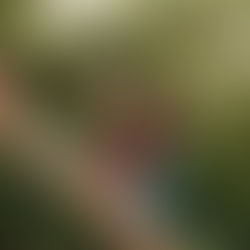 The Case for Nature Schooling: What Is It and Why It Is Important