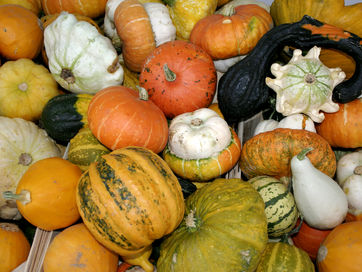 La courge pas si courge