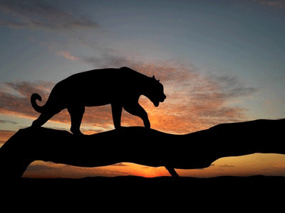 tiger_prowl.gif
